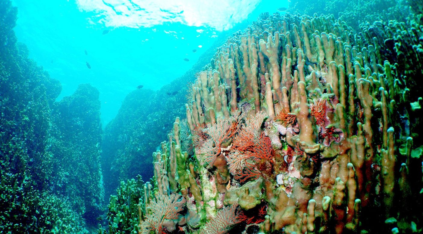 辺野古・大浦湾のアオサンゴ群集。写真:牧志治