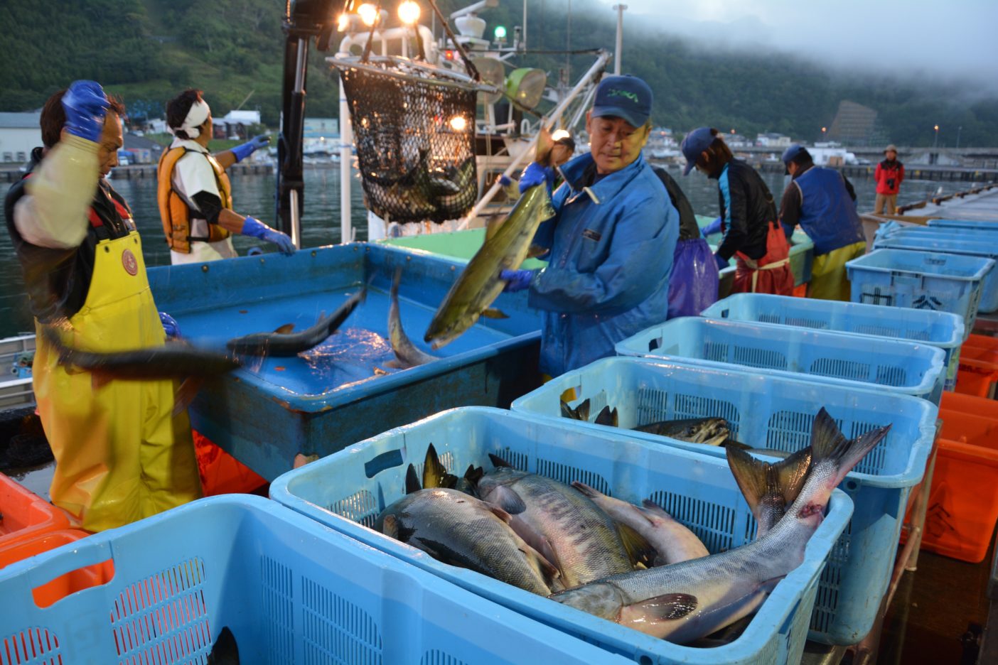 水揚げされたサケを港で漁師が品質などによって仕分けをする。このあと産地市場で競りにかけられる。写真:村上春二