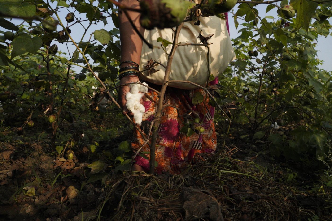 収穫の準備が整った綿花は手作業で殻から摘み取られる。Photo:Avani Rai
