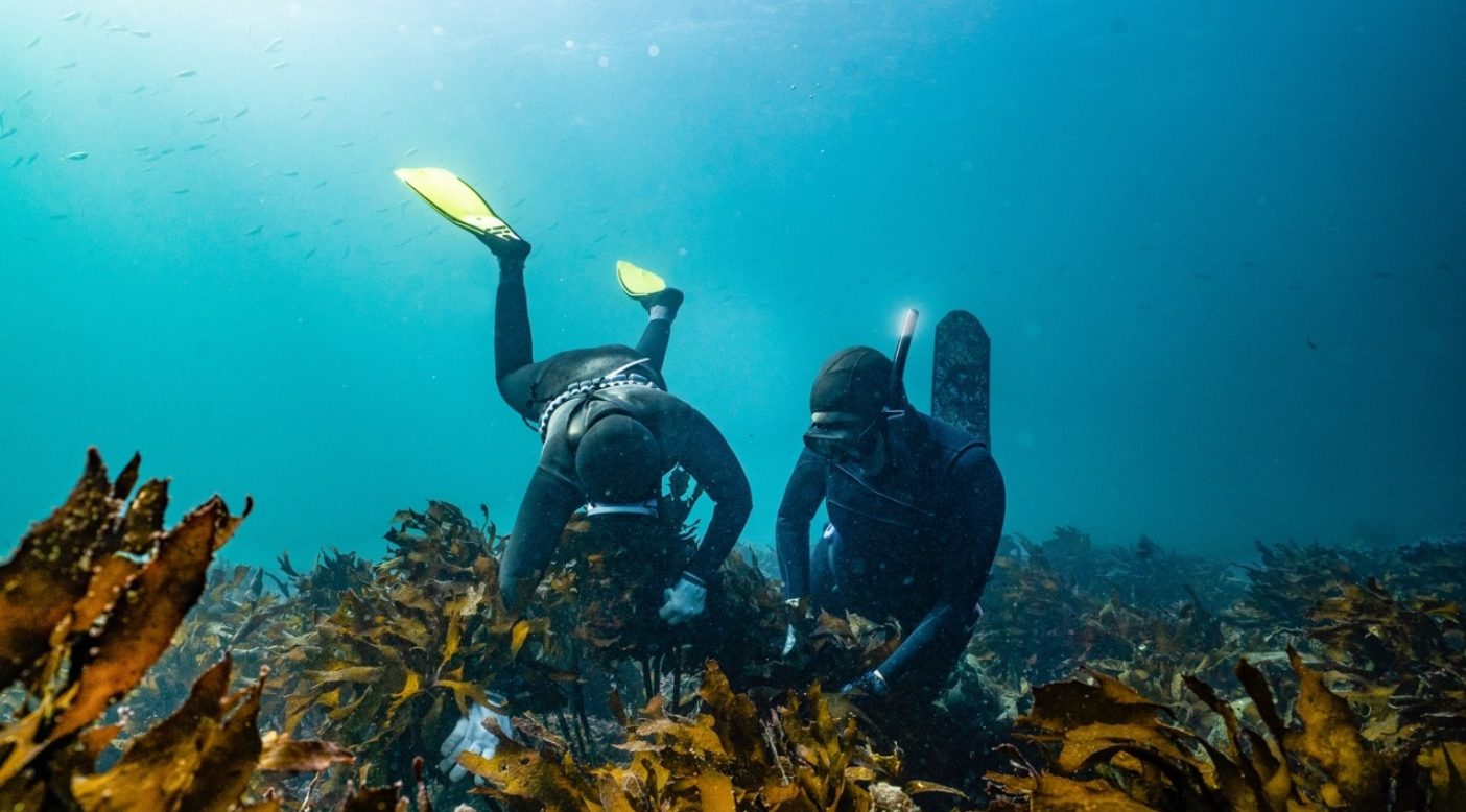 海藻の根元を縫い進みながら
サザエを見つける方法を、キミに正確に教えるヘニョ。Photo:Nicole Gormley