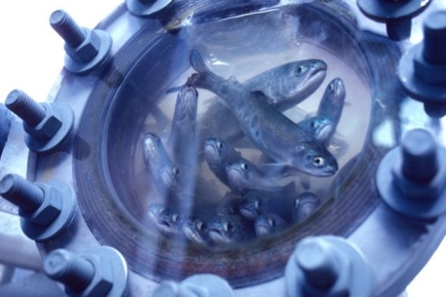 稚魚採取施設のスチールヘッドとチヌークの稚魚、まもなく艀(はしけ)やトラックに積まれて下流へ運ばれる。Photo: STEVE PETTIT