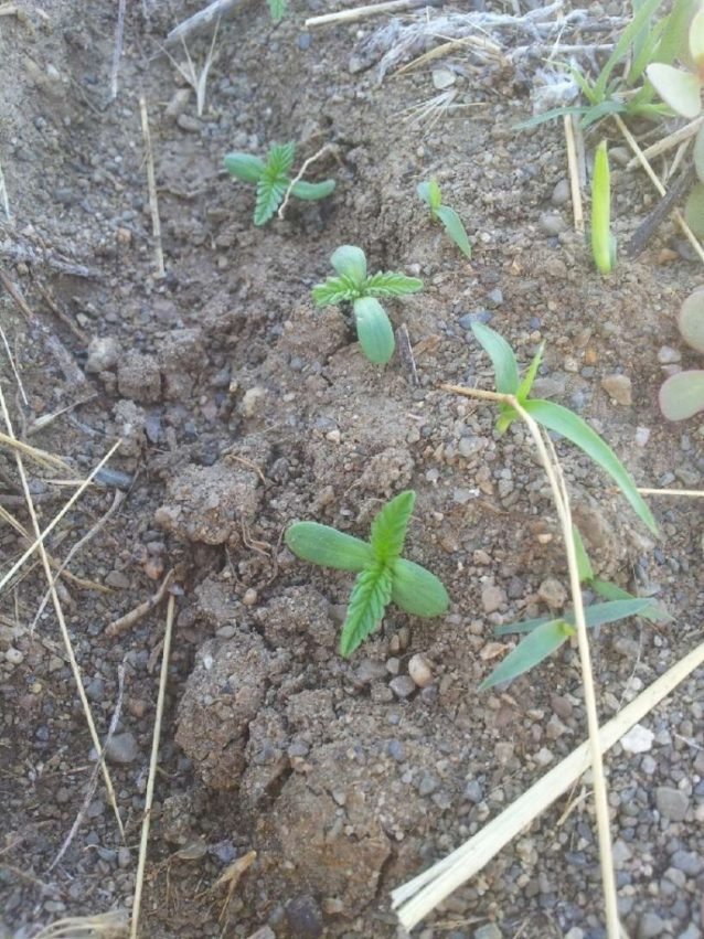 この写真では見えないが、何か月もかけた土壌構築がこの発芽を可能にした。ニューメキシコ州ファンキー・ビュート・ランチ。photo:Doug Fine提供