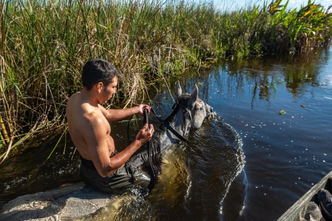 水が深くなると、フェデリコは馬に乗るか、馬と一緒に泳ぐこともある。亜熱帯性気候のため、泳ぐことは馬と人間の両方にとって喜ばしいことだ。