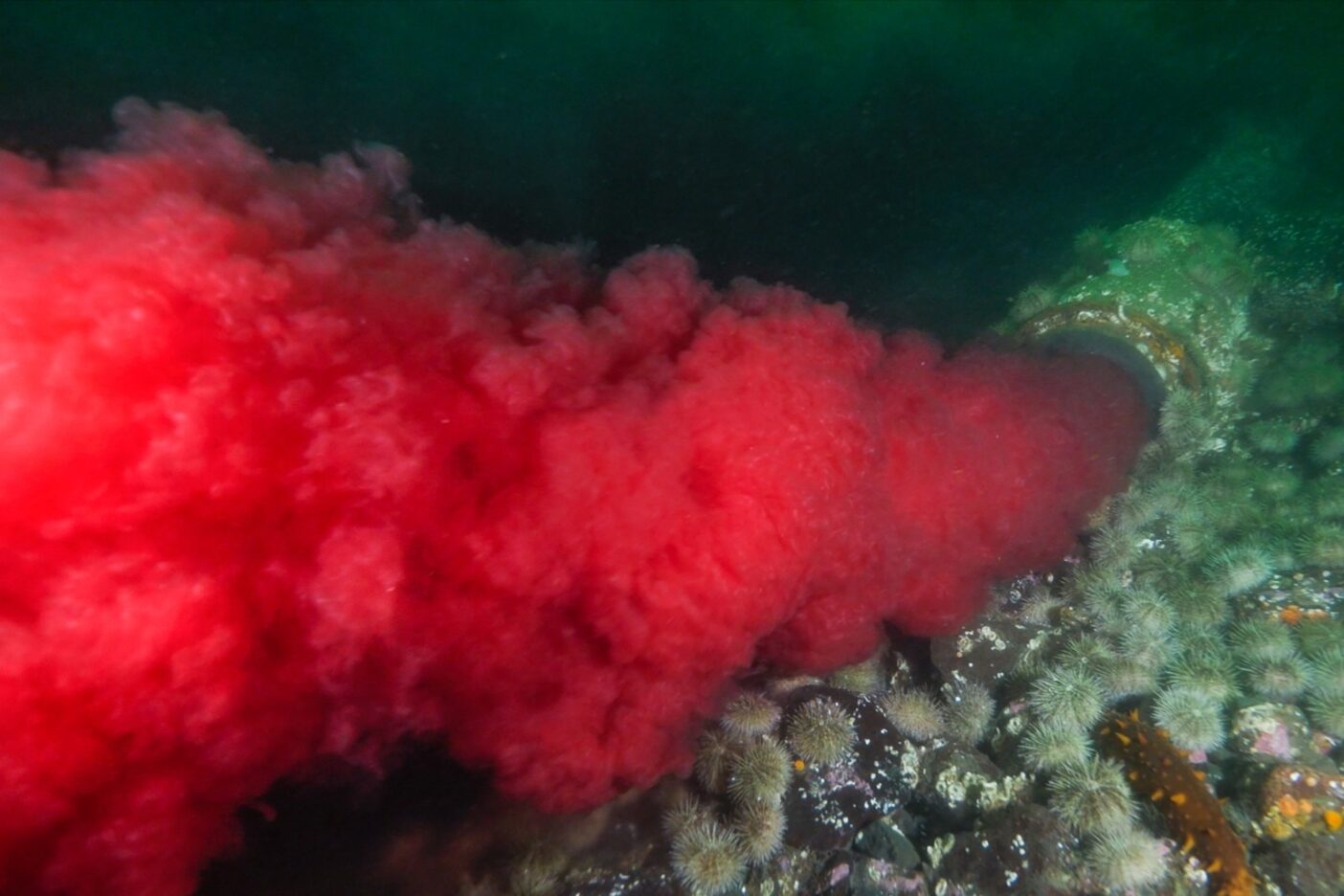 ブリティッシュ・コロンビアの最大の野生サーモンの移動ルートであるディスカバリー海峡に汚水を流出する、養殖のアトランティックサーモン加工工場。この血液は野生の個体に影響しかねない回虫と魚類レオウイルスで汚染されていることが分かった。Photo:Tavish Campbell