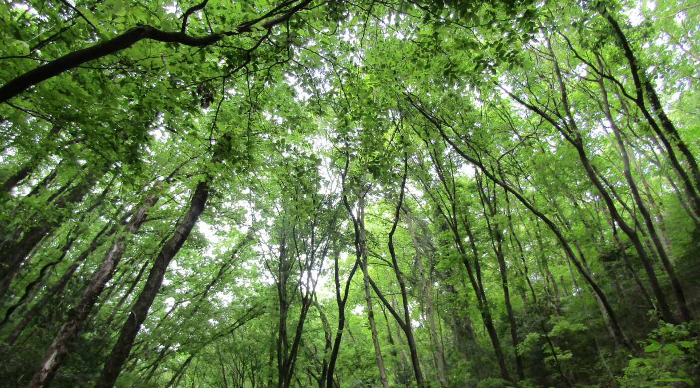 2020年5月、阿須山中の新緑。未来永劫、この瞬間が幾度となく繰りかえしつづいていきますように。写真:長谷川 順子
