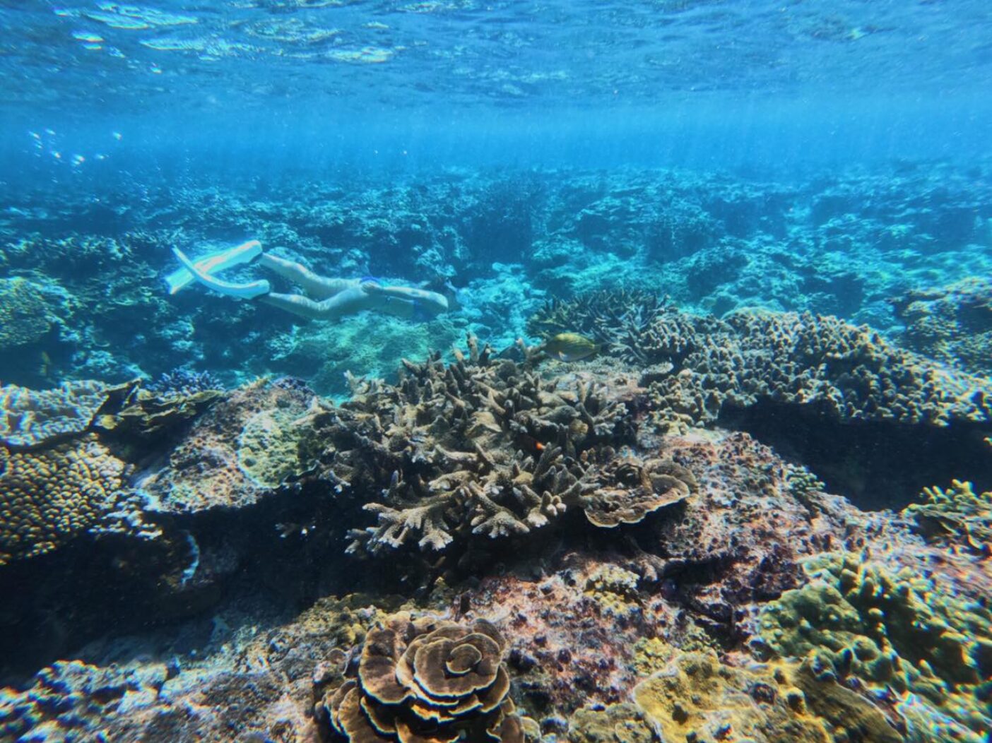 沖縄県宮古島の海に潜るために1か月ほど滞在。「昔はもっとサンゴが元気で何倍も綺麗だった」とよく聞かされた。写真:鈴木 弥也子