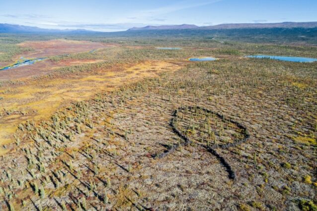 カリブーの民。「土地の民」として知られるグウィッチン族は、その生活様式を2万年以上にわたってこの土地とポーキュパイン・カリブー群に依存してきた。群れは先住民族の食糧、薬、衣料、住居そして道具となり、彼らの生活様式にとって不可欠だ。気候変動はますますこの群れに影響を及ぼしている。予測しがたい天候のせいで、ヴァシュライ・クーの地元のハンターたちは狩りのために、より危険で費用の嵩むさらに遠方へと旅をしなければならない。地元のハンターでトラッパーのグレゴリー・ギルバートは、カリブーは迷ったような行動をとっていると言う。動物ですら何をしていいのかわからないようだ。
何世紀も前、グウィッチン族はヴァザイ・サット(カリブー・フェンス)を使ってポーキュパイン・カリブーの群れを狩った。これらのフェンスにより、当時遊牧生活を営んでいたグウィッチン族は大量の狩猟物を得ることができただけでなく、群れを追いかけて長い移動ルートを旅することから休息ができるようになった。グウィッチン族は放牧するカリブーに忍び寄り、移動ルートの途上に建てられたフェンスへと追った。一旦カリブーがフェンス内に入ると、ハンターは開口部を遮り、弓と矢で引きかえすカリブーを狩った。残りの群れは柵囲いに追いやられ、ヘラジカの皮紐でできた罠で捕らえられた。ヴァザイ・サットはフランス系カナダ人の毛皮商人がフォート・ユコンに前装式ライフルを持ち込んだ1850年代頃に使われなくなった。しかし一部では1920年代頃まで使われていた。この部分的なヴァザイ・サットの再建は、伝統的な知識を若い世代に教えるための教育プロジェクトの一環として、ヴァシュラジ・クーの青年たちによって作られたもの。晩夏にはポーキュパイン・カリブー群は越冬のためにカナダのノースウエスト準州に移動する。群れは冬の生息地と北極圏野生生物保護区の海岸平野にある出産地のあいだを1,800キロ以上も移動し、地球の土地哺乳物としては最長の移動ルートをもつ。Photo:Keri Oberly