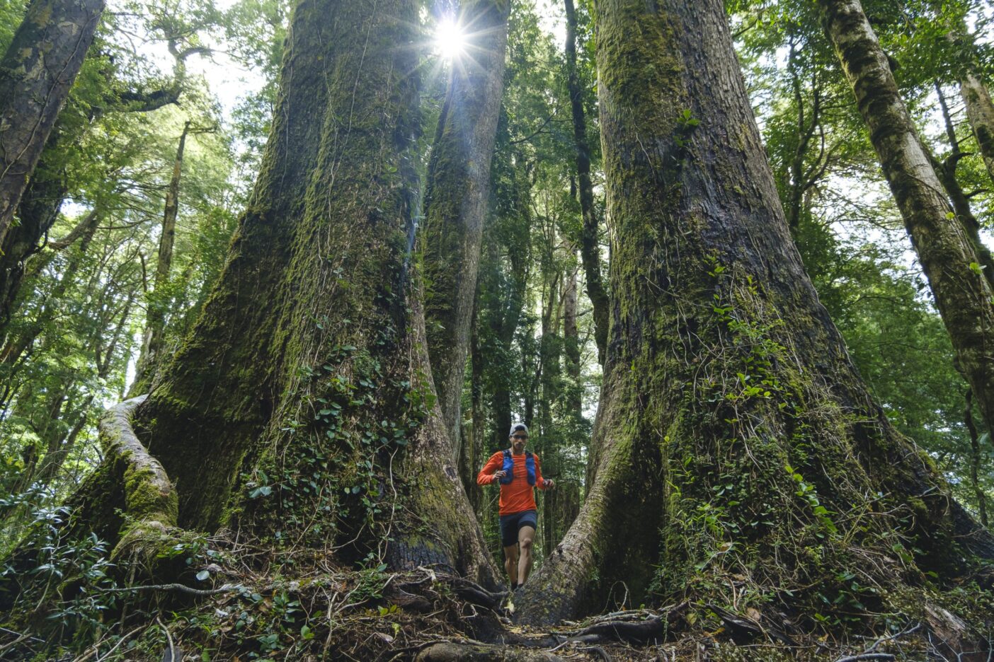 太古の木々の間を抜ける。Photo: Rodrigo Manns