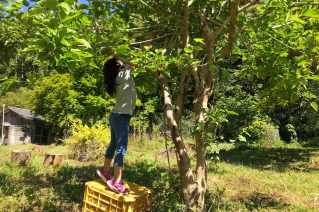 「子どもが『あ、おいしそう』と思っても農薬かかってたら、それは洗わなあかんよとなるけど、そのままヒュッて摘んで食べられるようにしたいなぁと思って。それが実現した畑になってる感じですね」