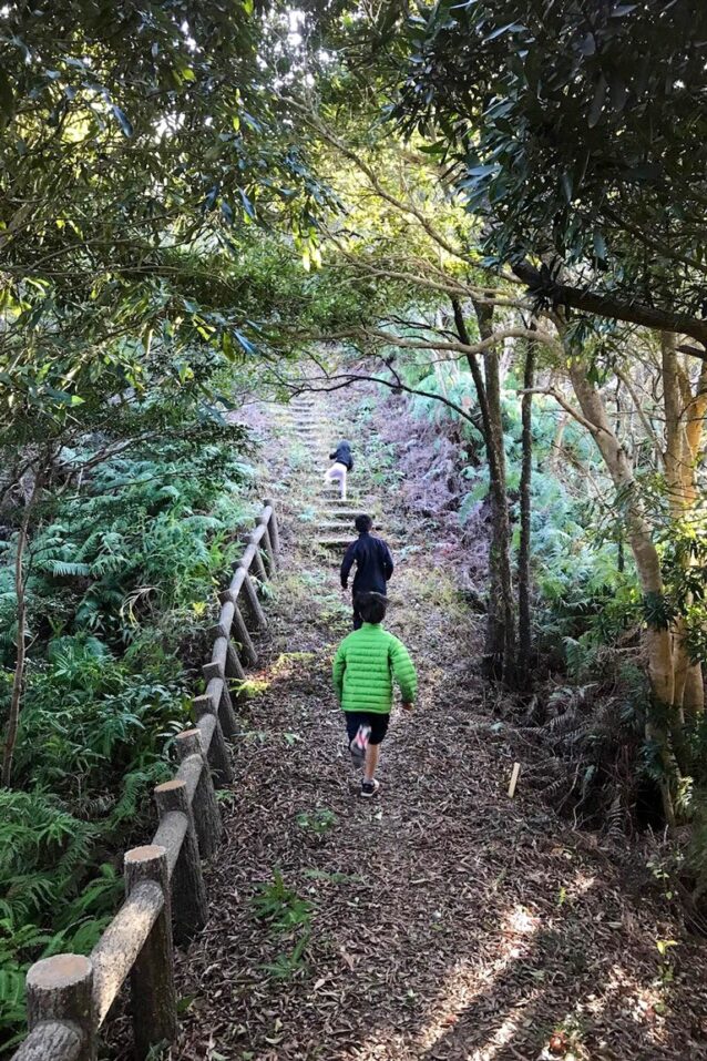 裏山を走りに。