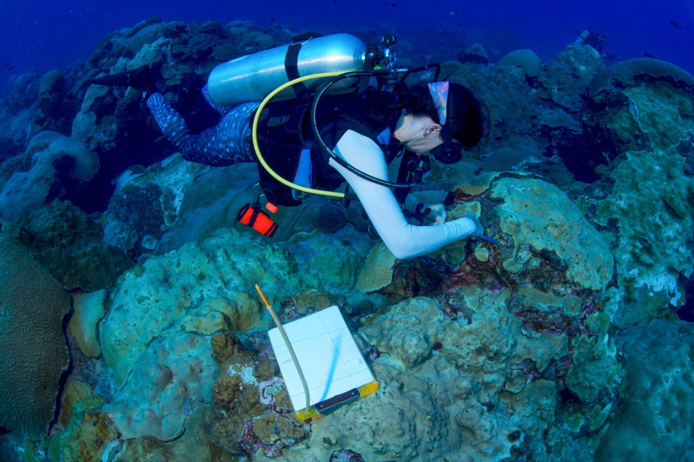 海洋生物学者は東部フラワーガーデン・バンクでサンゴの健康状態を調査する。Photo : Jesse Cancelmo