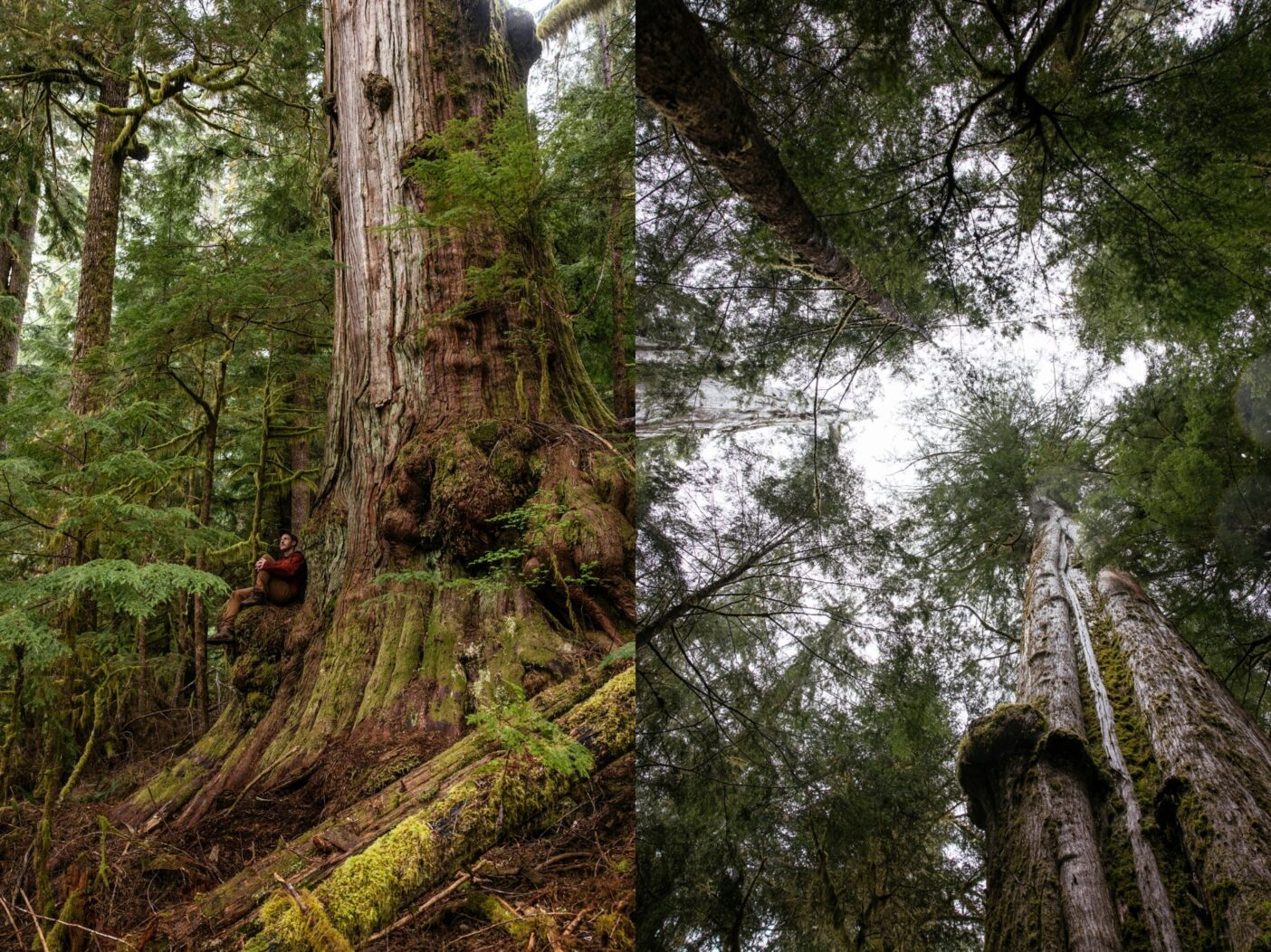 左:バンクーバー島南部のケイキューズ川流域では、多くの原生林が保護されることなく、伐採の危機にさらされている。「ケイキューズの巨人」という異名を持つ直径5メートルほどのこの巨木もその1つだ。
右:原生林では、巨木が倒れた後、林冠に隙間ができることが多く、そこから光が林床に降り注ぎ、さまざまな種類の植物が繁茂する豊かな下層植生を作る。Photos: Jeremy Koreski